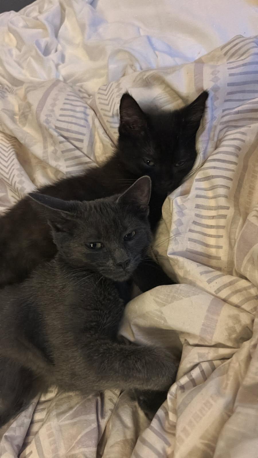 Fig & Raisin, a Adoptable Domestic Short Hair in Norwood, MA image 2/3