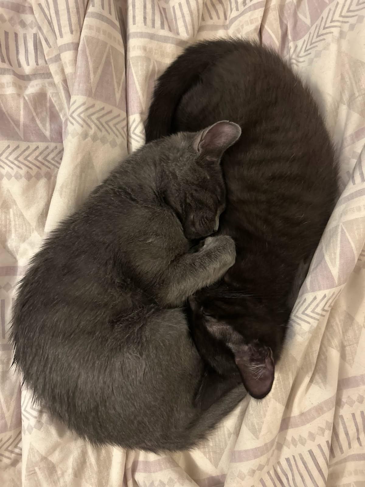 Fig & Raisin, a Adoptable Domestic Short Hair in Norwood, MA image 3/3