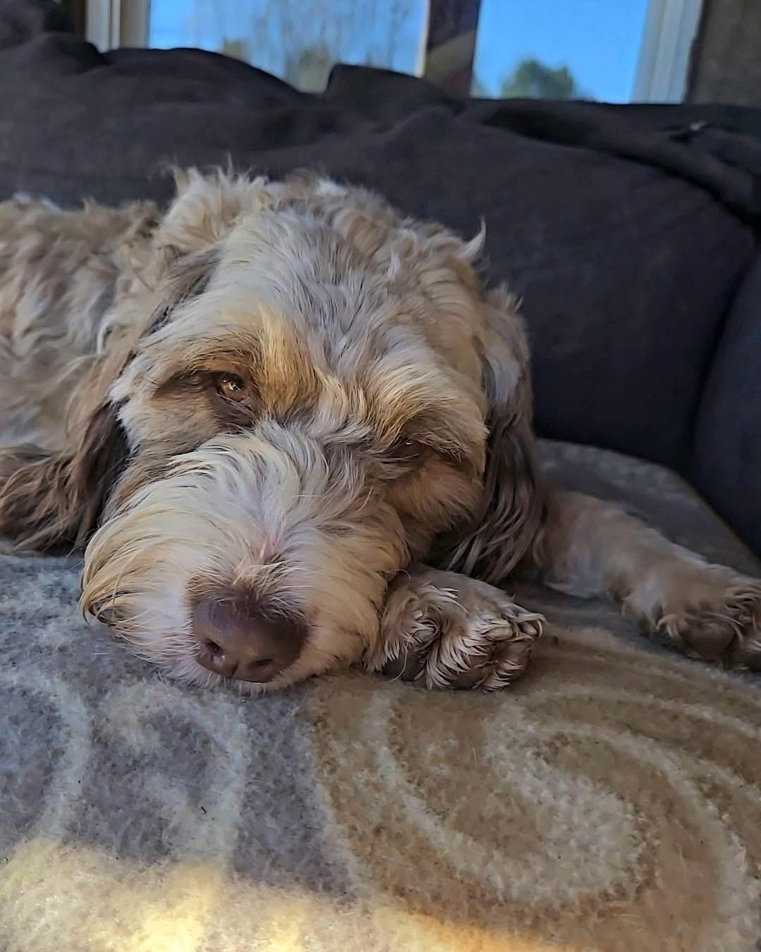 Enlarge Louise Dolly, a Adoptable mixed breed image 4/6