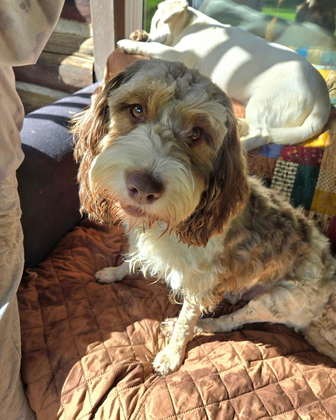 Enlarge Louise Dolly, a Adoptable mixed breed image 1/6