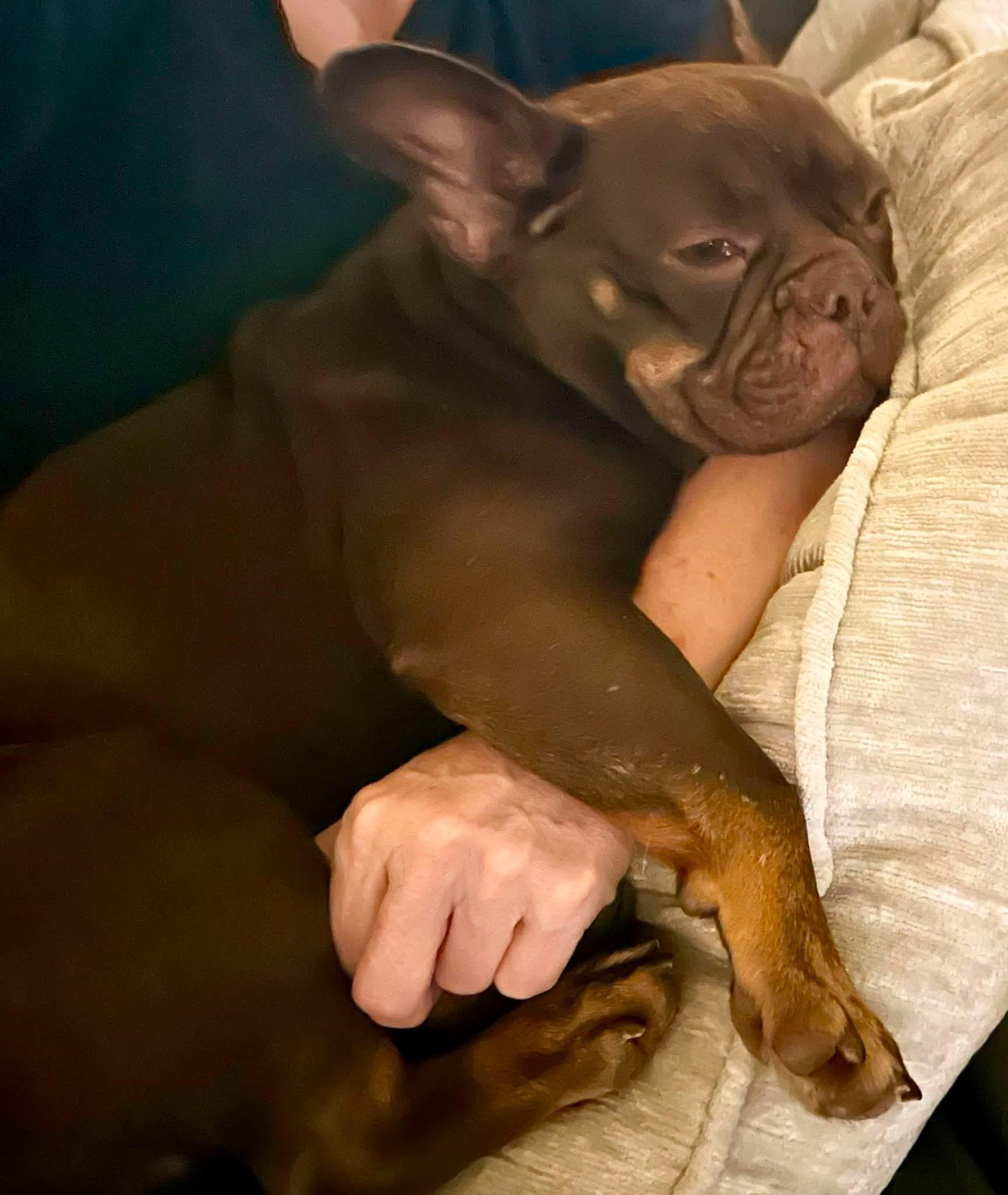 Enlarge Penny, a Adoptable French Bulldog in Rockwall, TX image 5/6