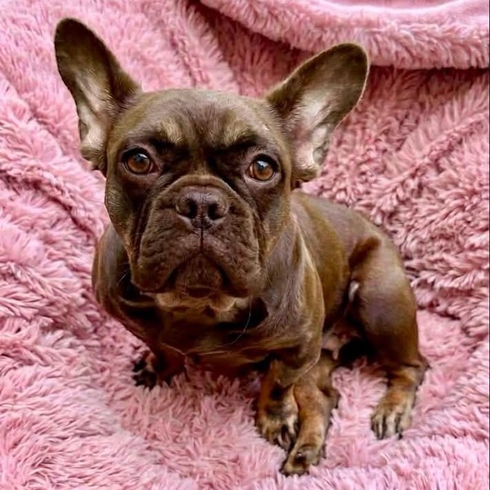 Enlarge Penny, a Adoptable French Bulldog in Rockwall, TX image 1/6