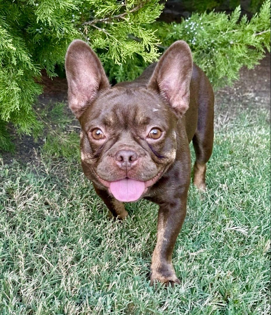 Enlarge Penny, a Adoptable French Bulldog in Rockwall, TX image 6/6