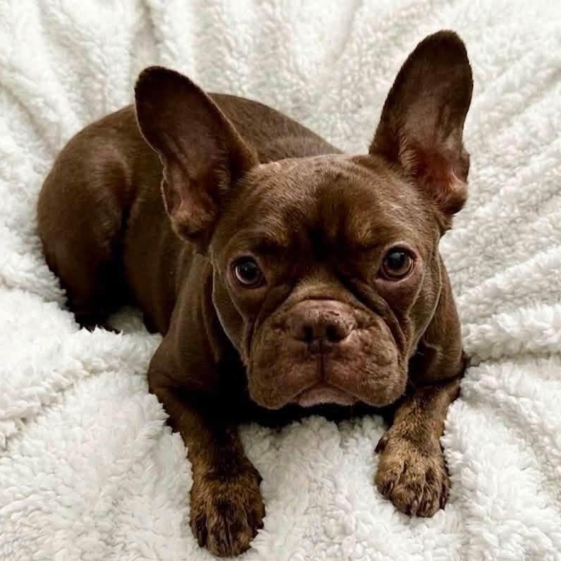 Enlarge Penny, a Adoptable French Bulldog in Rockwall, TX image 2/6