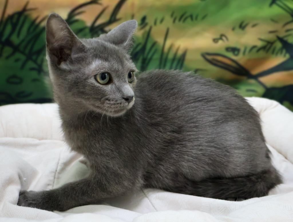 Apollo, Adoptable, Young Male Russian Blue & Domestic Short Hair.