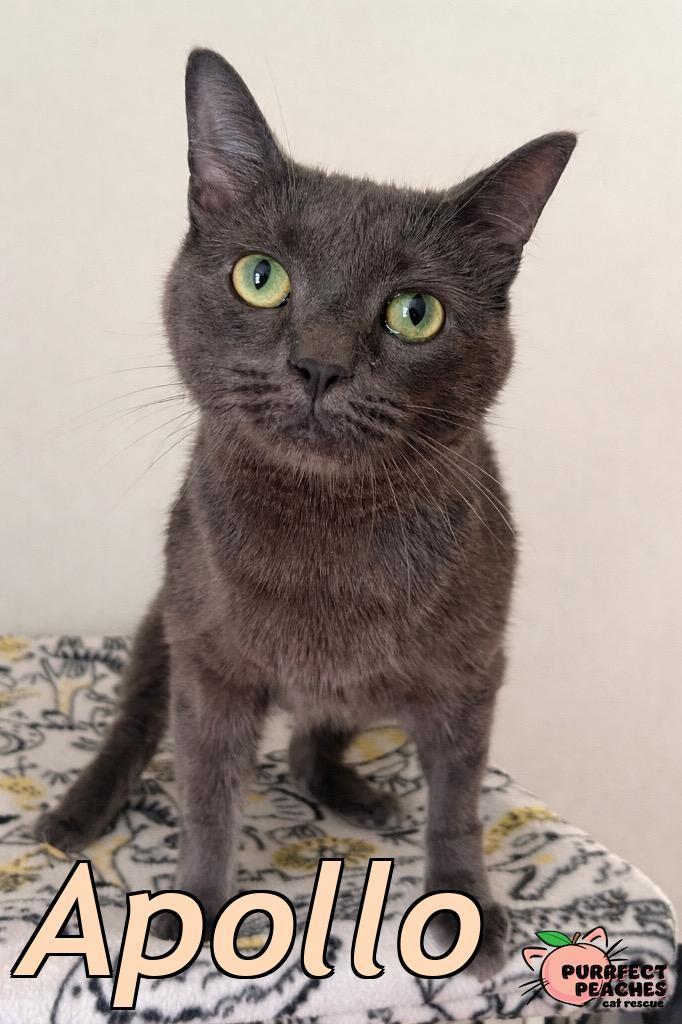 Enlarge Apollo, a Adoptable mixed breed in Douglasville, GA image 2/3