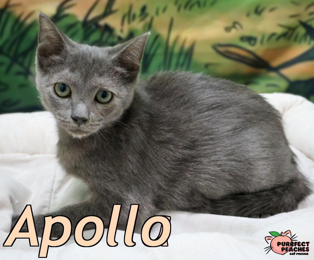 Enlarge Apollo, a Adoptable mixed breed in Douglasville, GA image 3/3