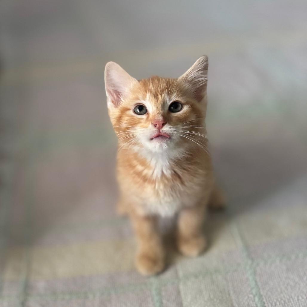 Mod Podge, a Adoptable Domestic Short Hair in Nashville, IN image 3/6