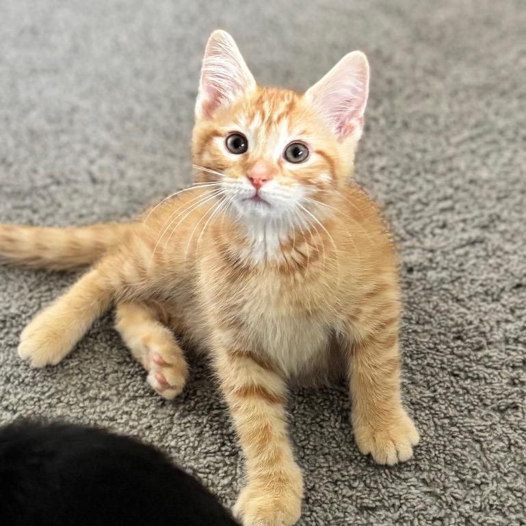 Mod Podge, a Adoptable Domestic Short Hair in Nashville, IN image 4/6