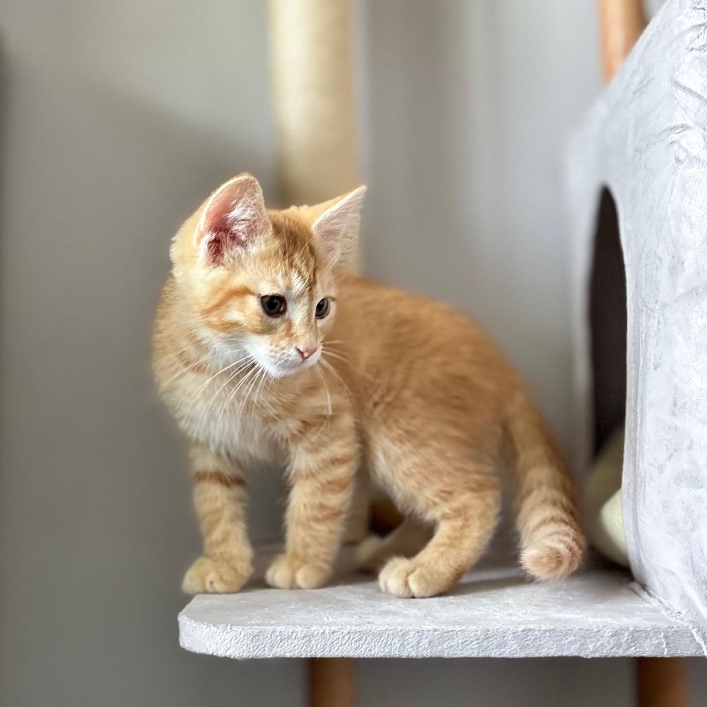 Mod Podge, a Adoptable Domestic Short Hair in Nashville, IN image 5/6