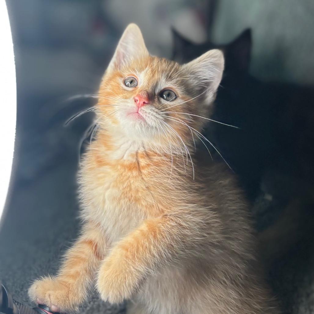 Mod Podge, a Adoptable Domestic Short Hair in Nashville, IN image 6/6