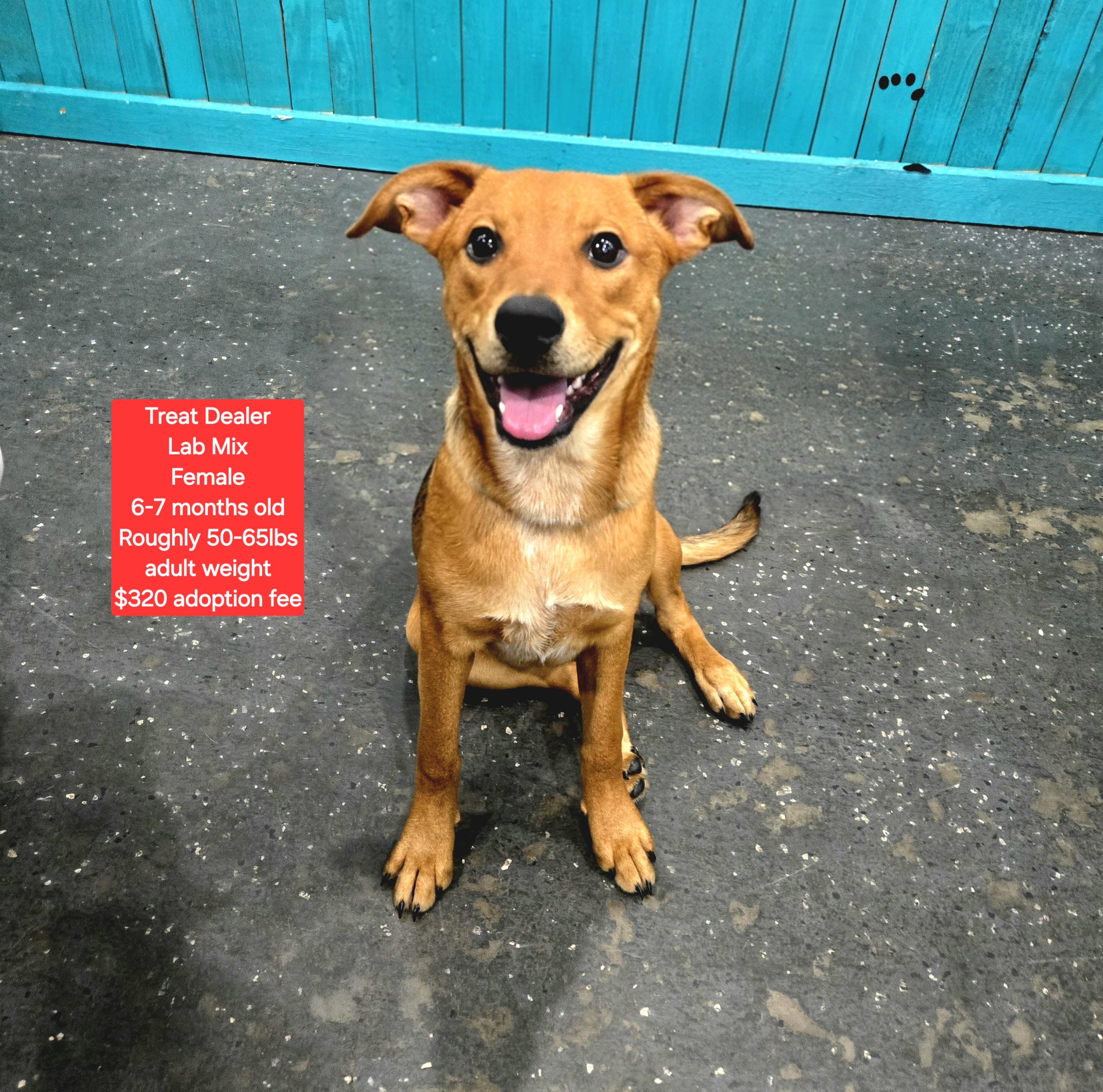 Treat Dealer, ADOPTABLE, Young Female Labrador Retriever.