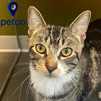 Enlarge Preston, a Adoptable Domestic Short Hair in Janesville, WI image 1/2