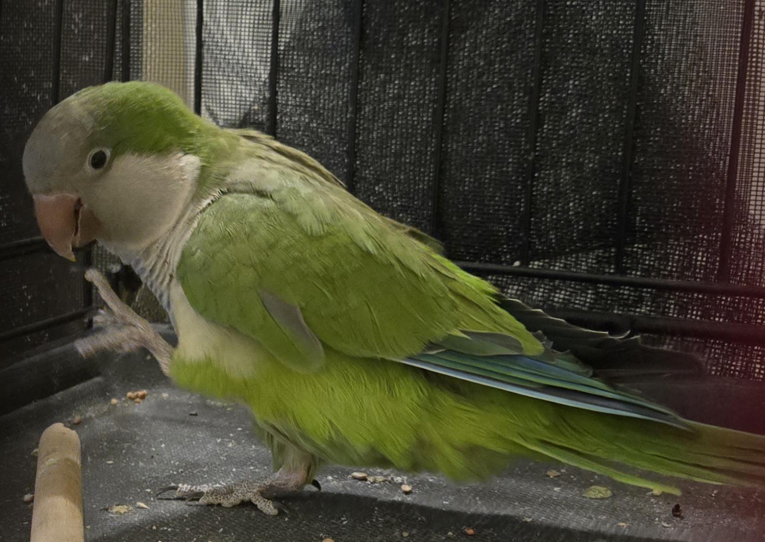 Kiwi, a ADOPTABLE Quaker Parakeet in St. Cloud, FL image 2/5
