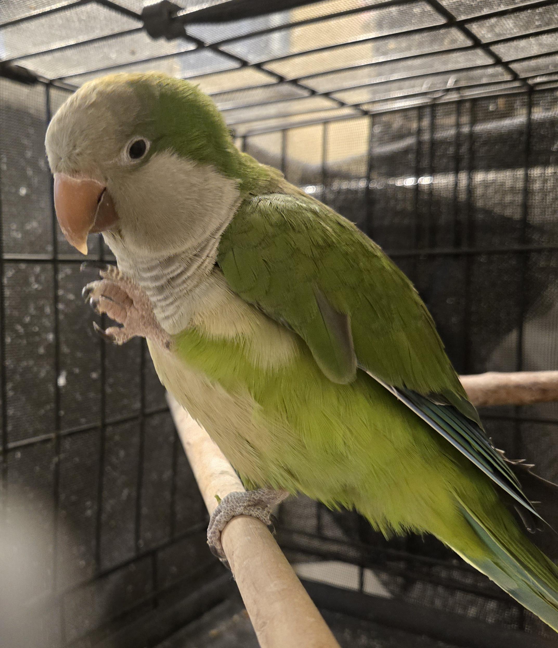 Kiwi, a ADOPTABLE Quaker Parakeet in St. Cloud, FL image 3/5