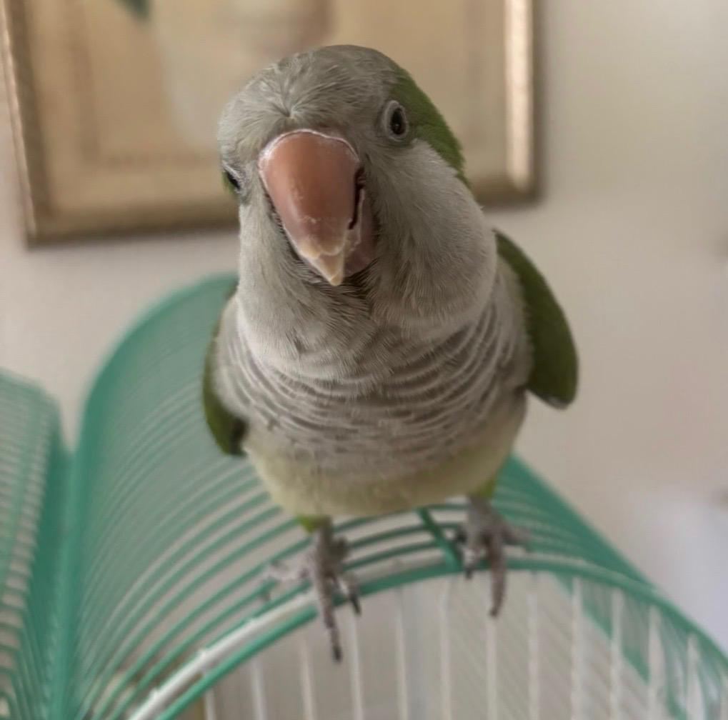 Kiwi, a ADOPTABLE Quaker Parakeet in St. Cloud, FL image 5/5