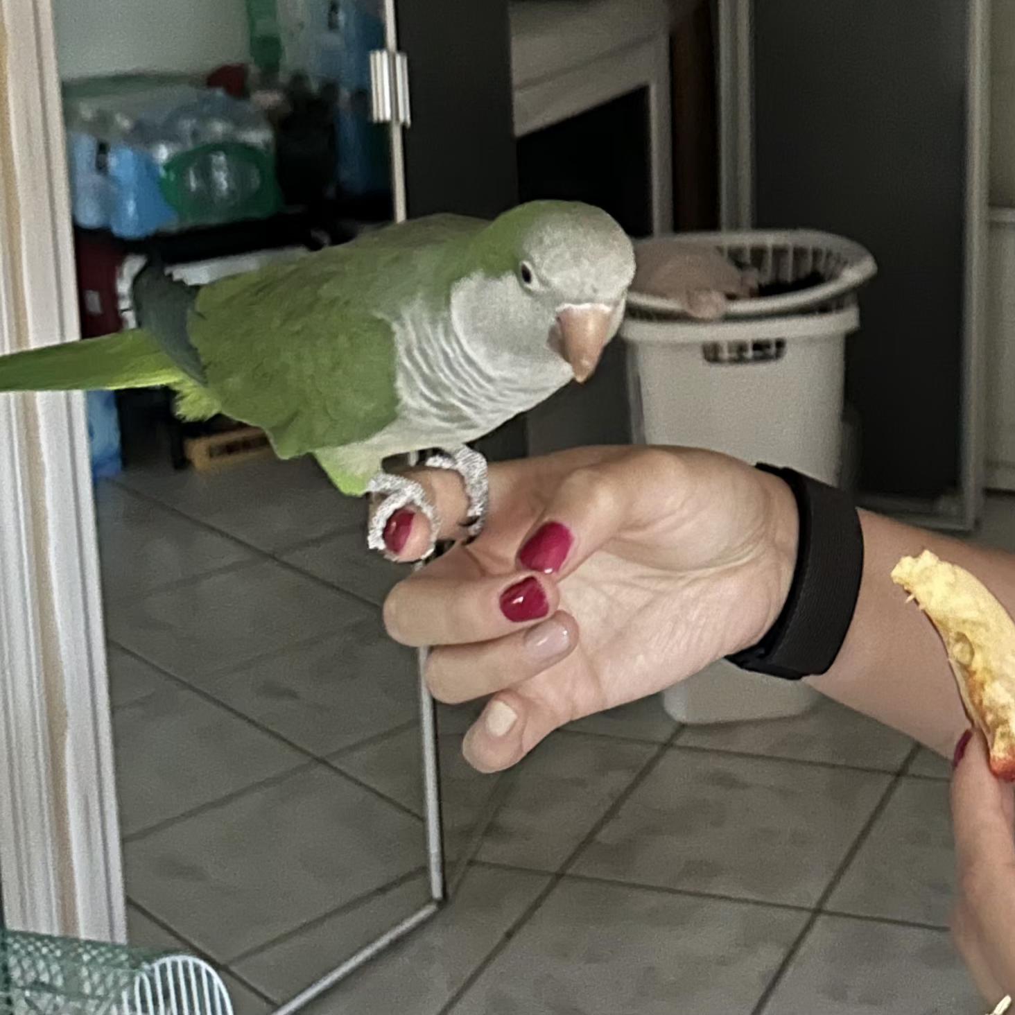 Enlarge Kiwi, an adopted Quaker Parakeet in St. Cloud, FL image 1/5