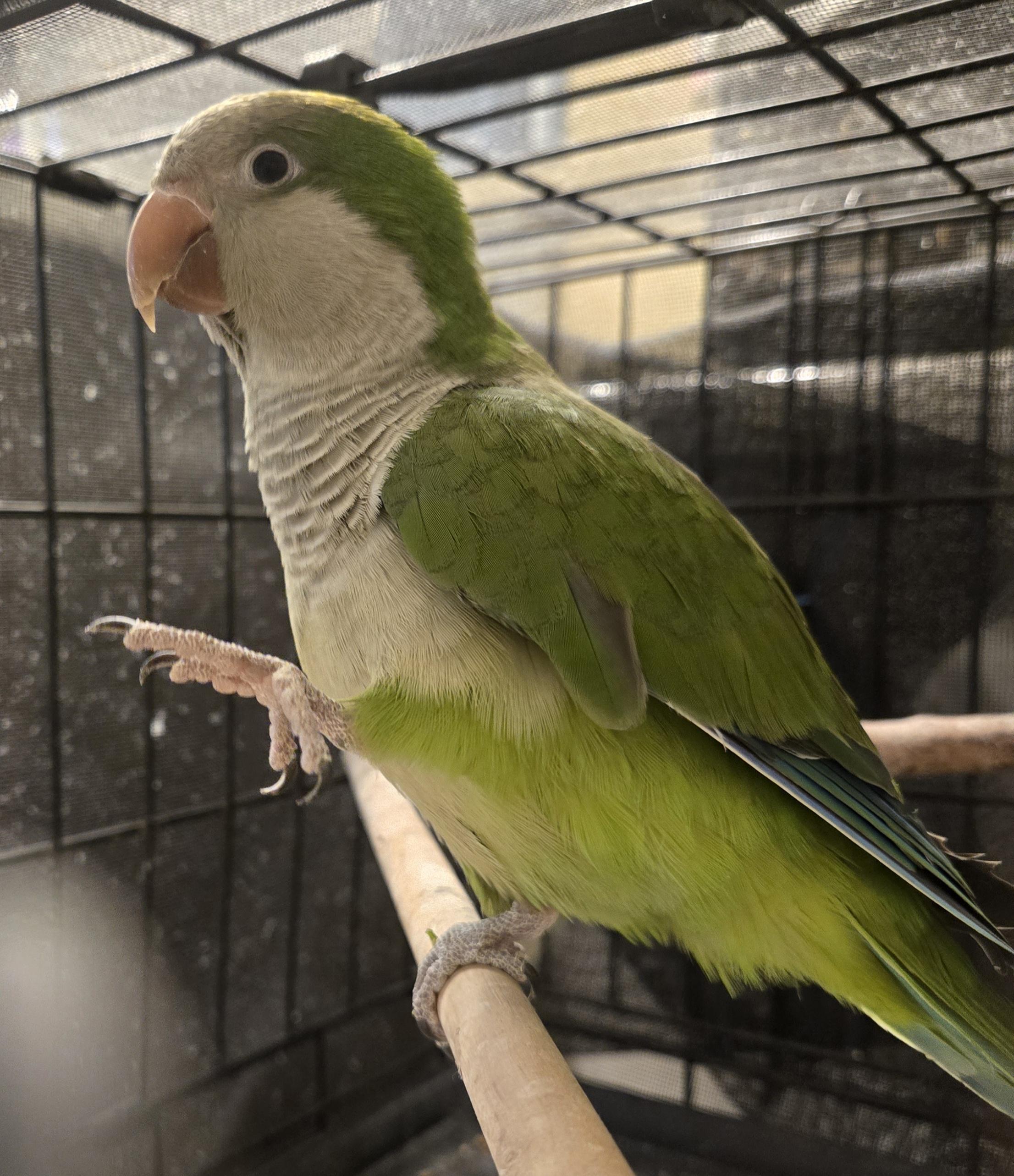 Kiwi, a ADOPTABLE Quaker Parakeet in St. Cloud, FL image 4/5