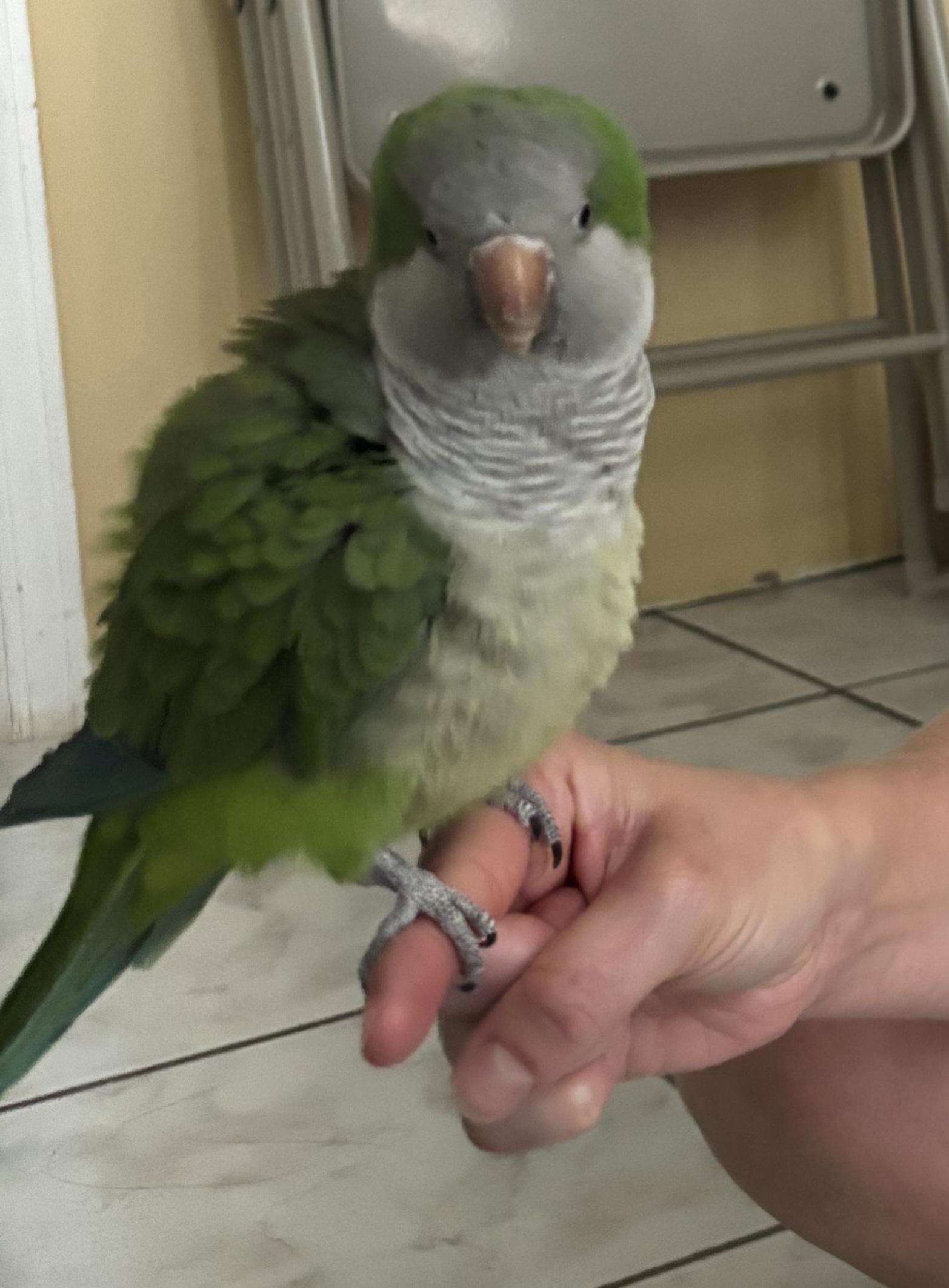 Kiwi, ADOPTABLE, Adult Male Quaker Parakeet.