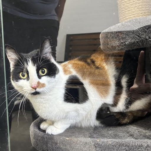 Enlarge Nebula, a ADOPTABLE American Shorthair in Blue Earth, MN image 1/1