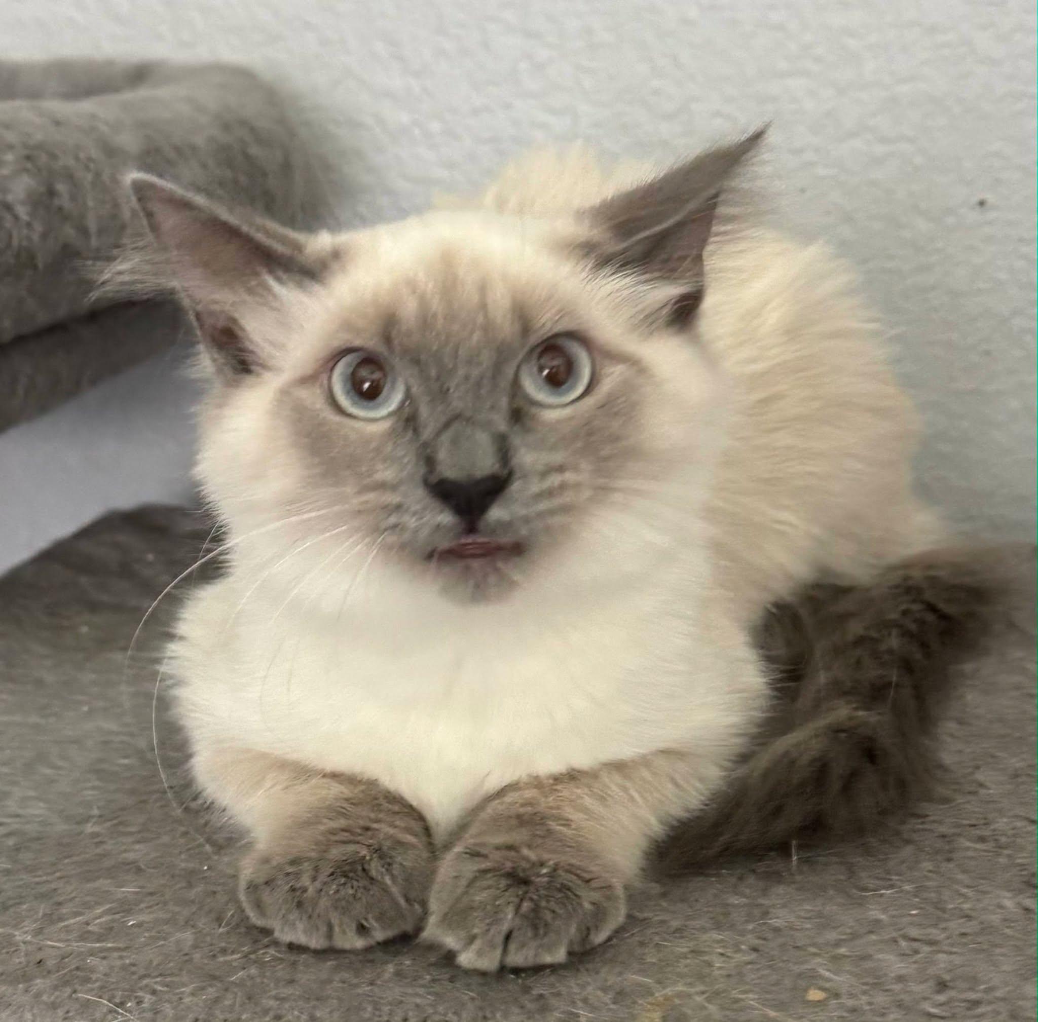 Enlarge Marshmallow, a Adoptable Siamese in Midlothian, TX image 2/3