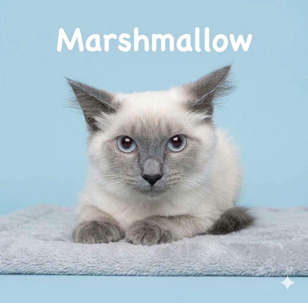 Enlarge Marshmallow, a Adoptable Siamese in Midlothian, TX image 1/3