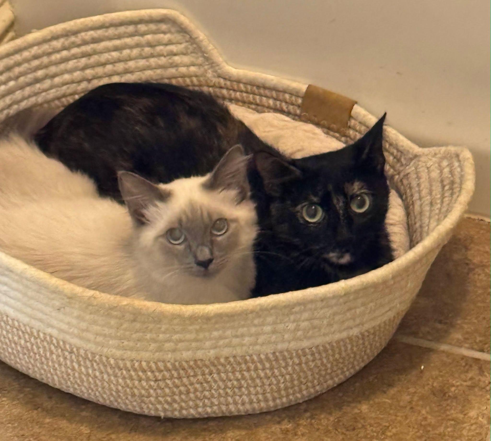 Enlarge Marshmallow, a Adoptable Siamese in Midlothian, TX image 3/3