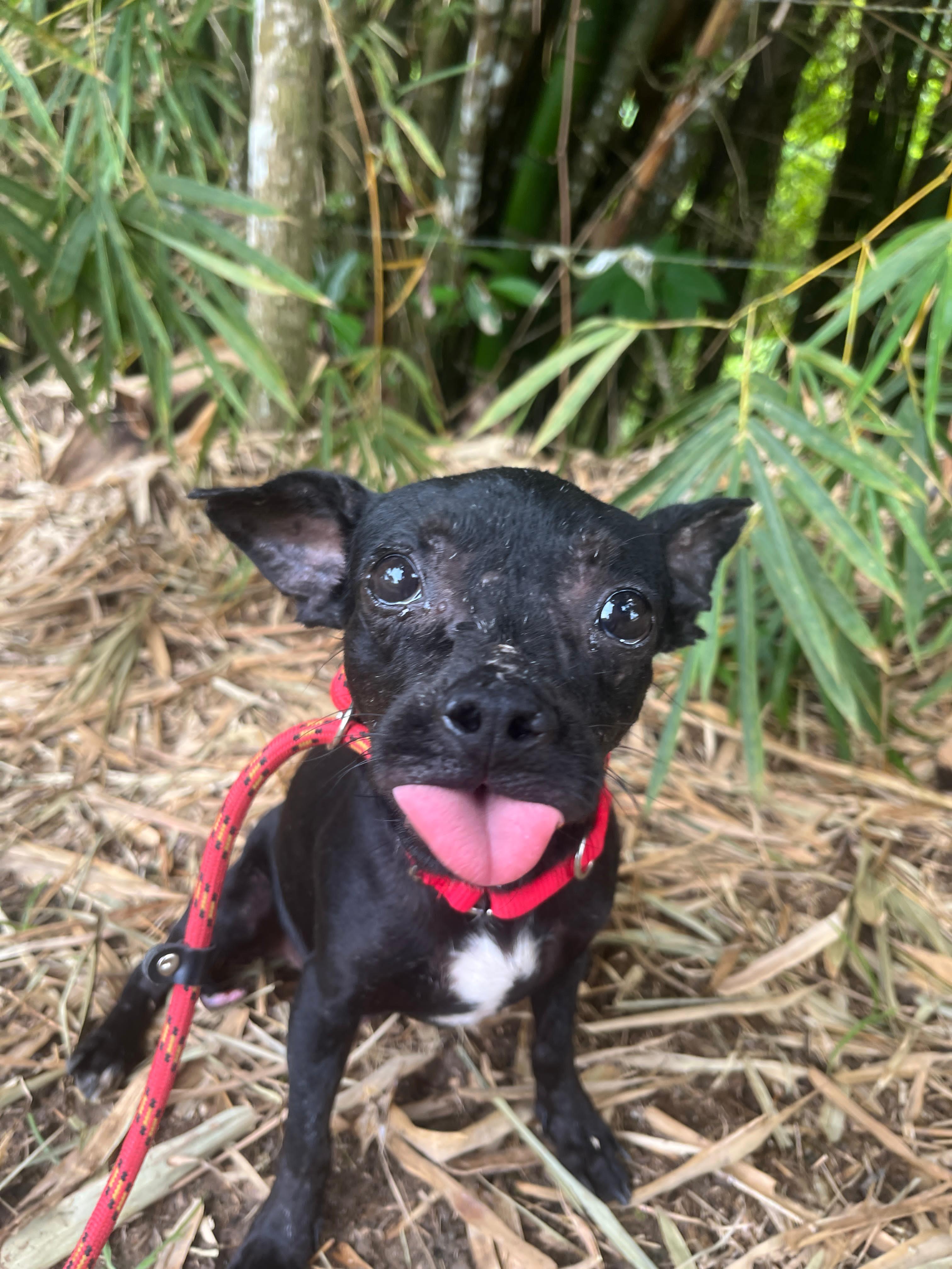 Leo, Adoptable, Young Male Chihuahua.