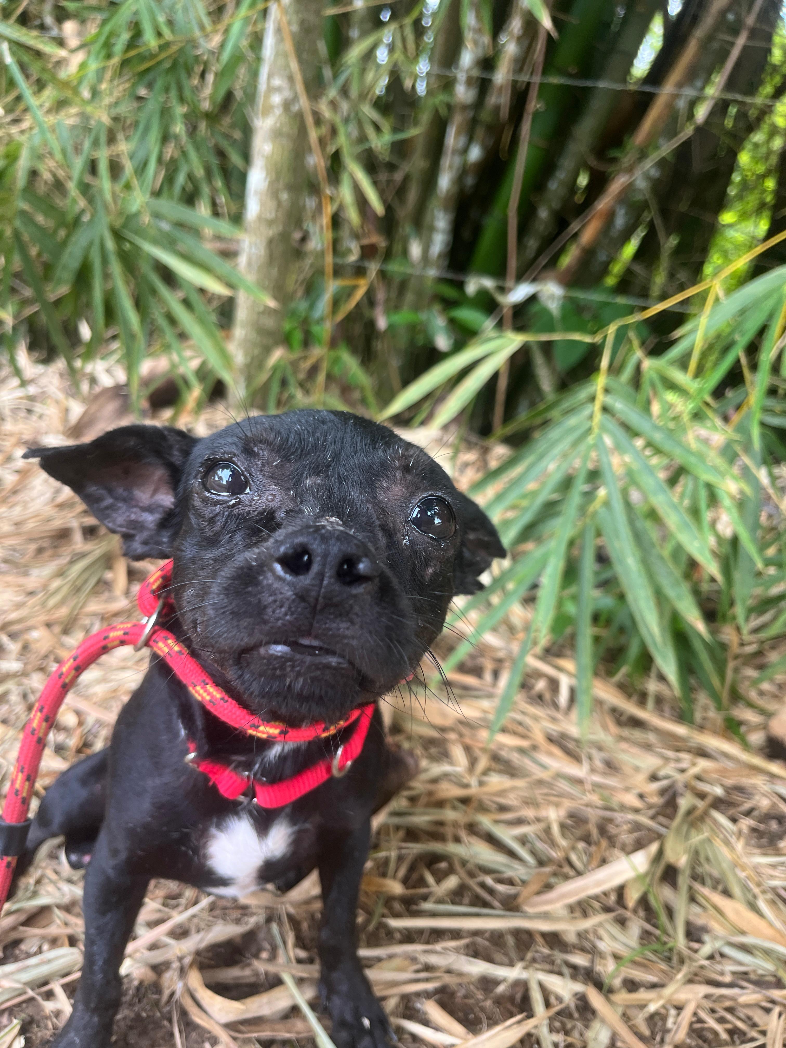 Leo, a Adoptable mixed breed in Morristown, NJ image 2/3