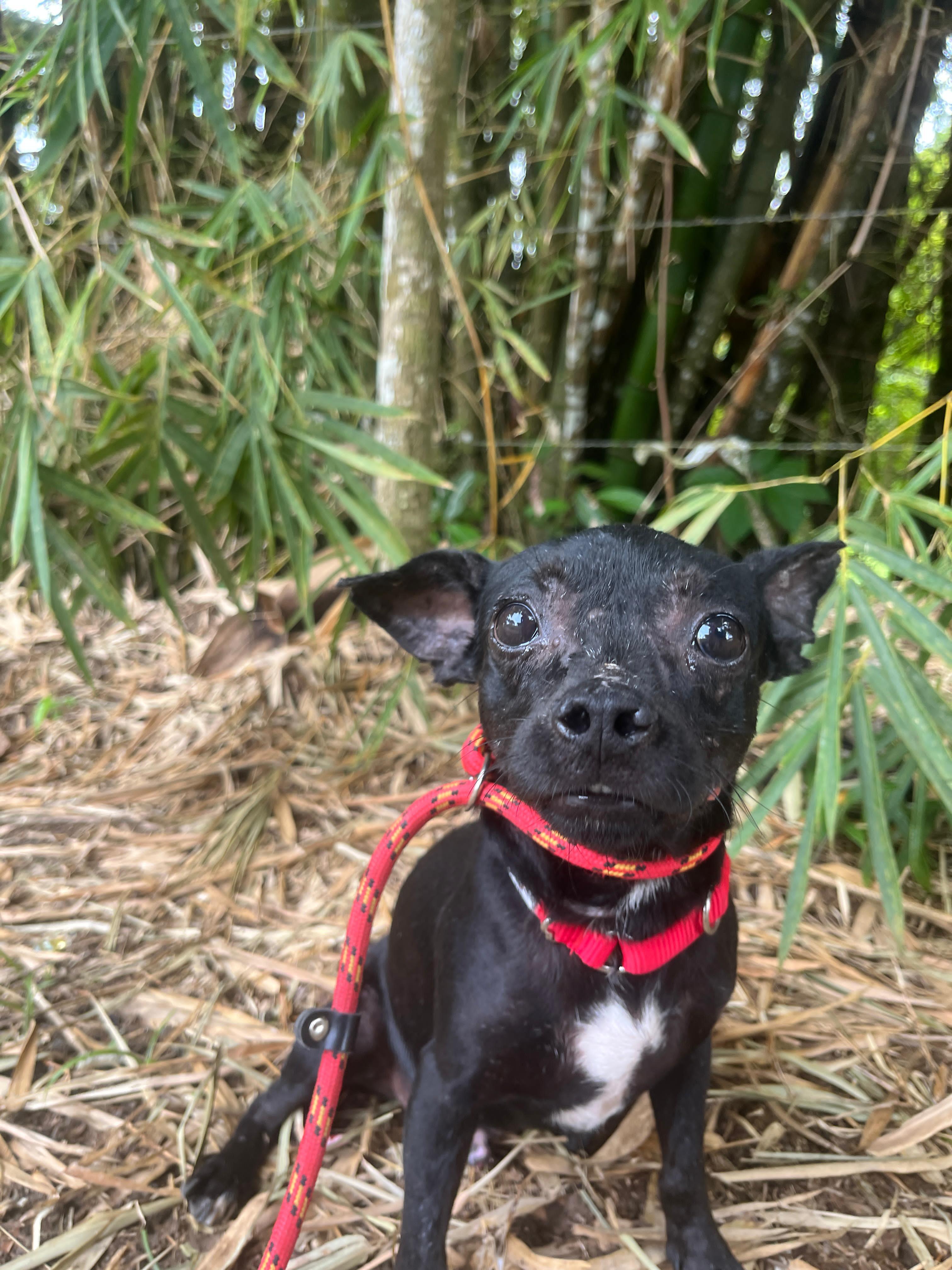 Leo, a Adoptable mixed breed in Morristown, NJ image 3/3