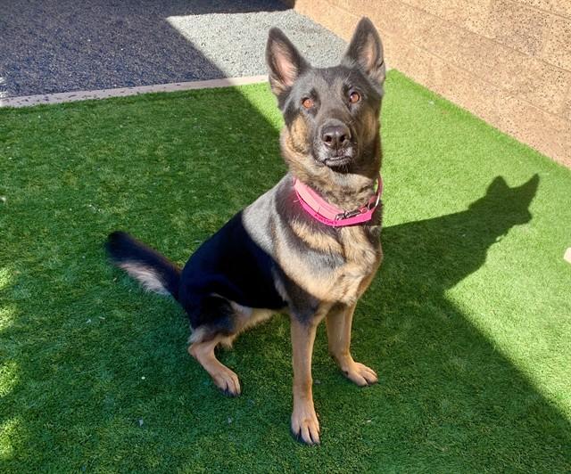 RAMONA, Adoptable, Adult Female German Shepherd Dog & Mixed Breed.