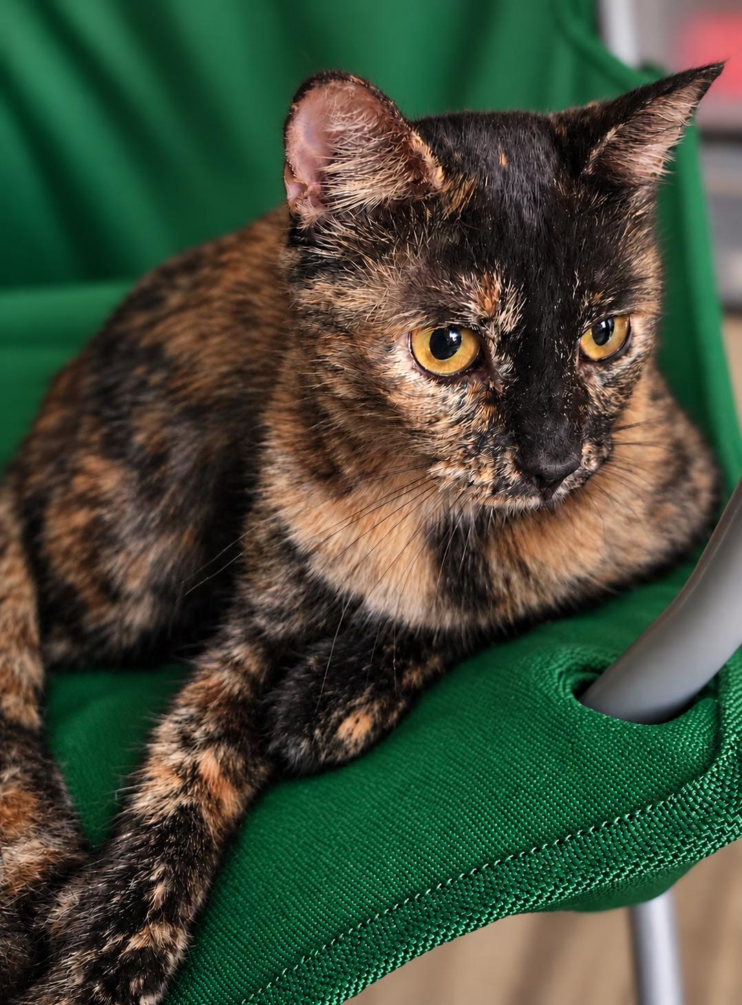 Enlarge Amber, a Adopted Domestic Short Hair in Buffalo, NY image 3/6
