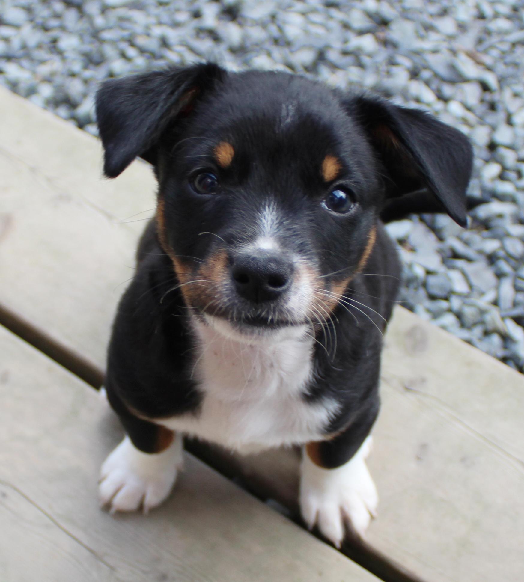 Leopard (Big Cat litter), adoptable, Puppy Male Chihuahua & Yorkshire Terrier.
