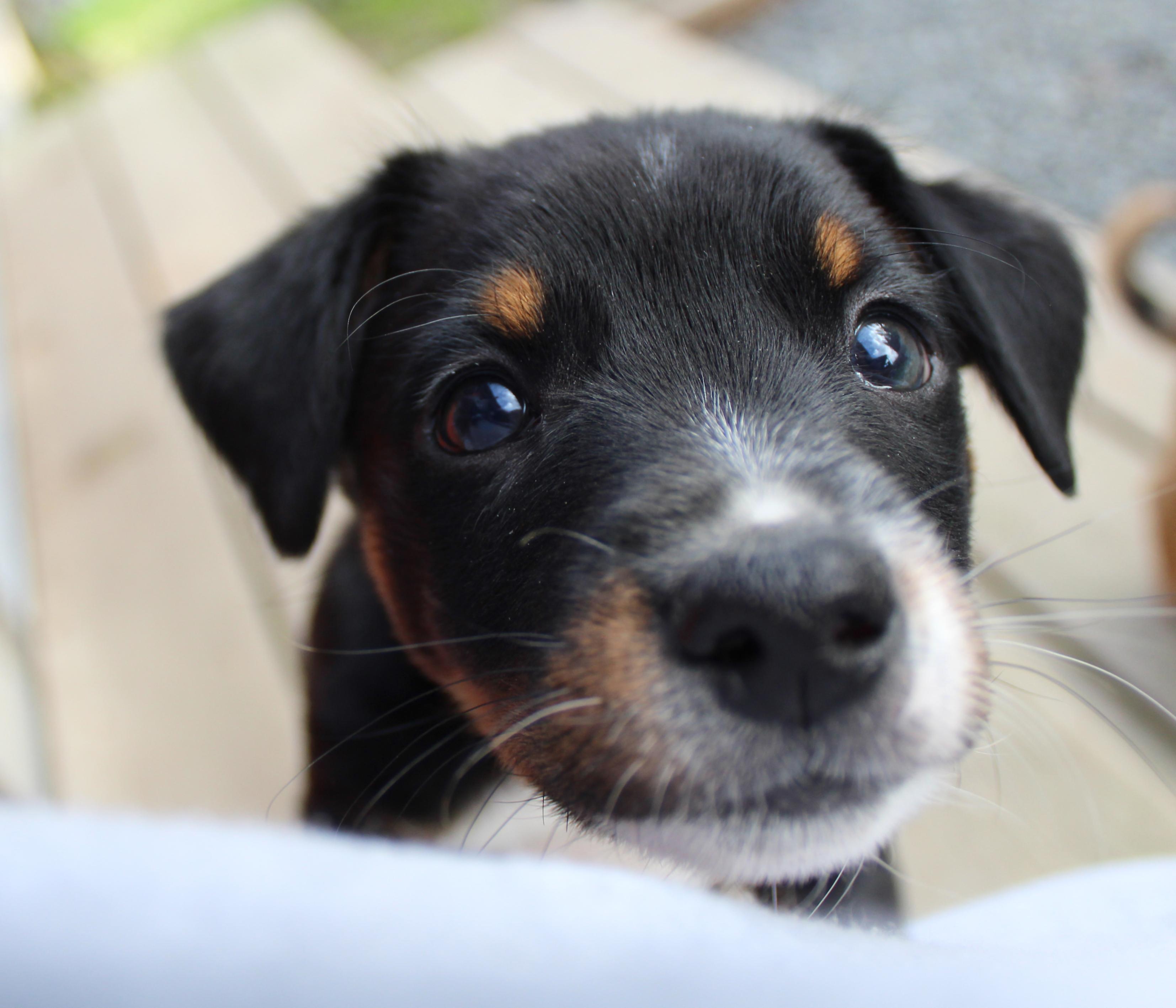 Enlarge Leopard (Big Cat litter), an adoptable mixed breed in Silvana, WA image 2/6