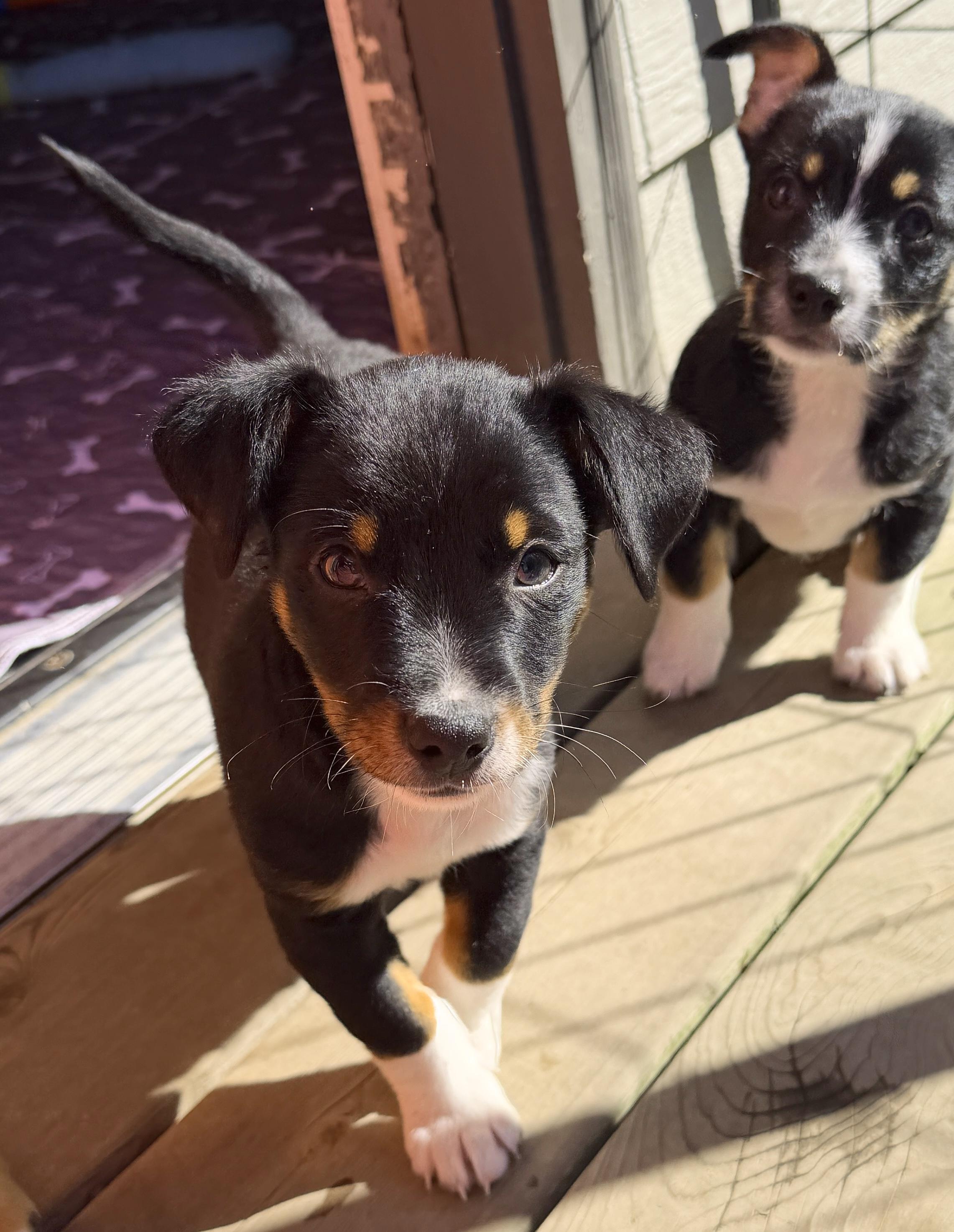 Enlarge Leopard (Big Cat litter), an adoptable mixed breed in Silvana, WA image 3/6