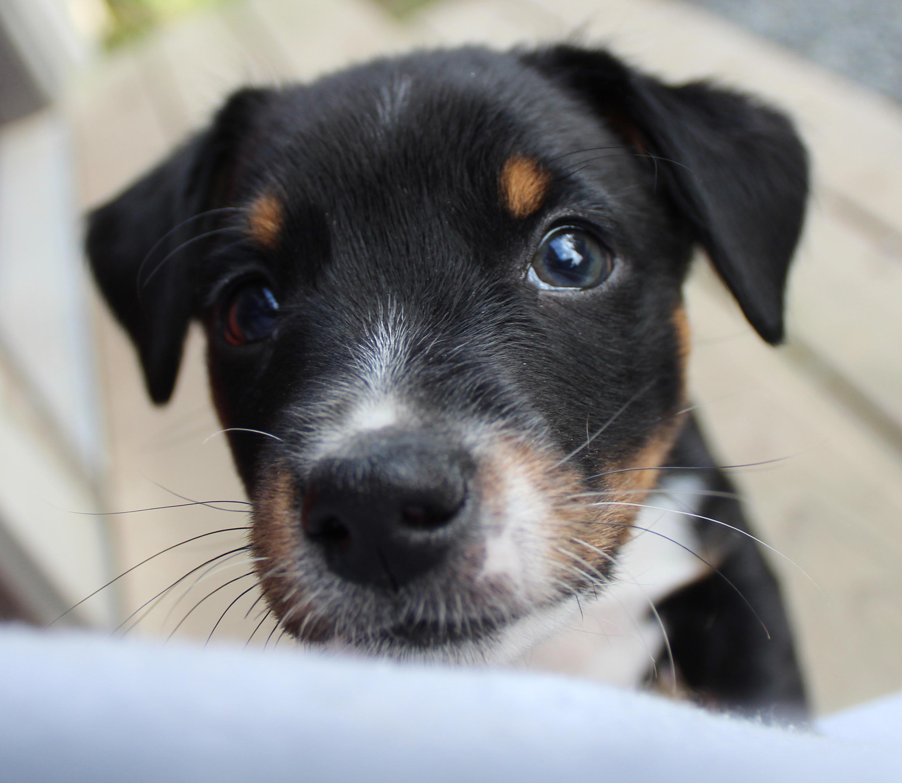 Leopard (Big Cat litter), adoptable, Puppy Male Chihuahua & Yorkshire Terrier.