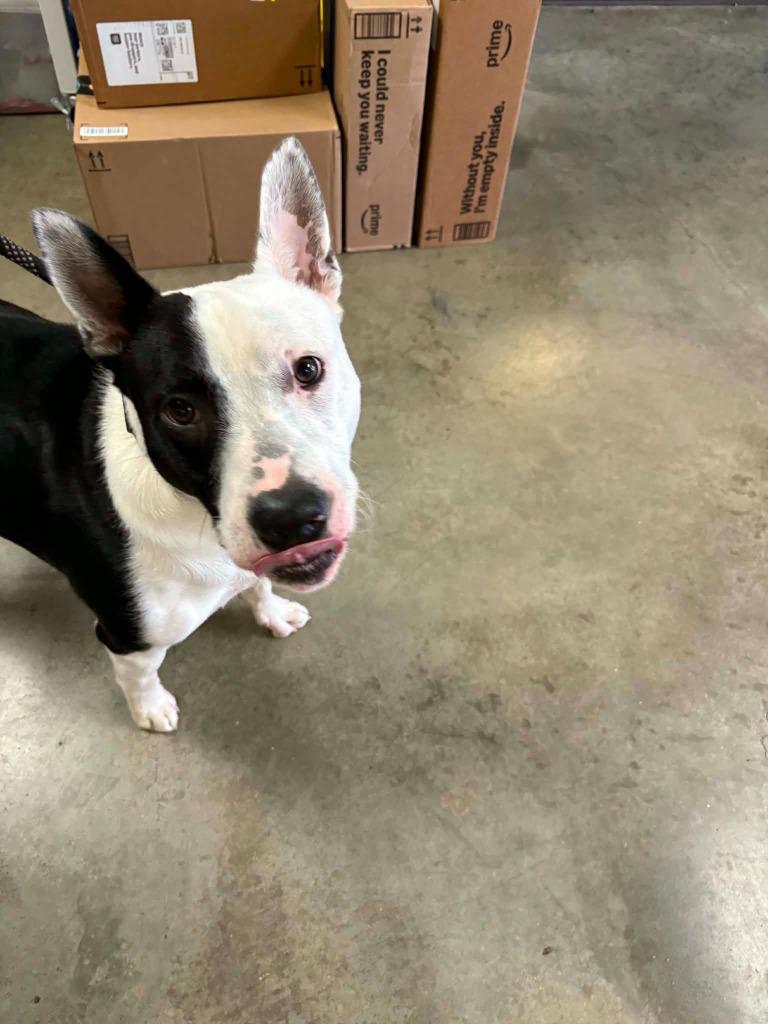 Enlarge Deno, a Adoptable mixed breed in St. Helens, OR image 1/4