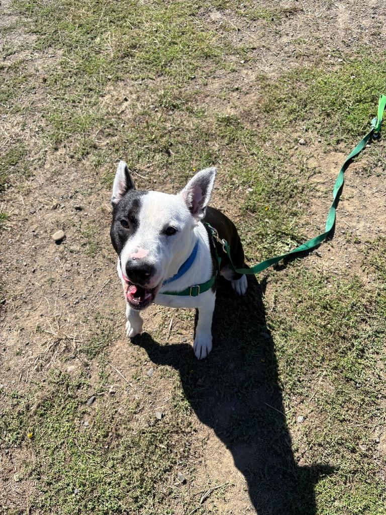 Enlarge Deno, a Adoptable mixed breed in St. Helens, OR image 2/4