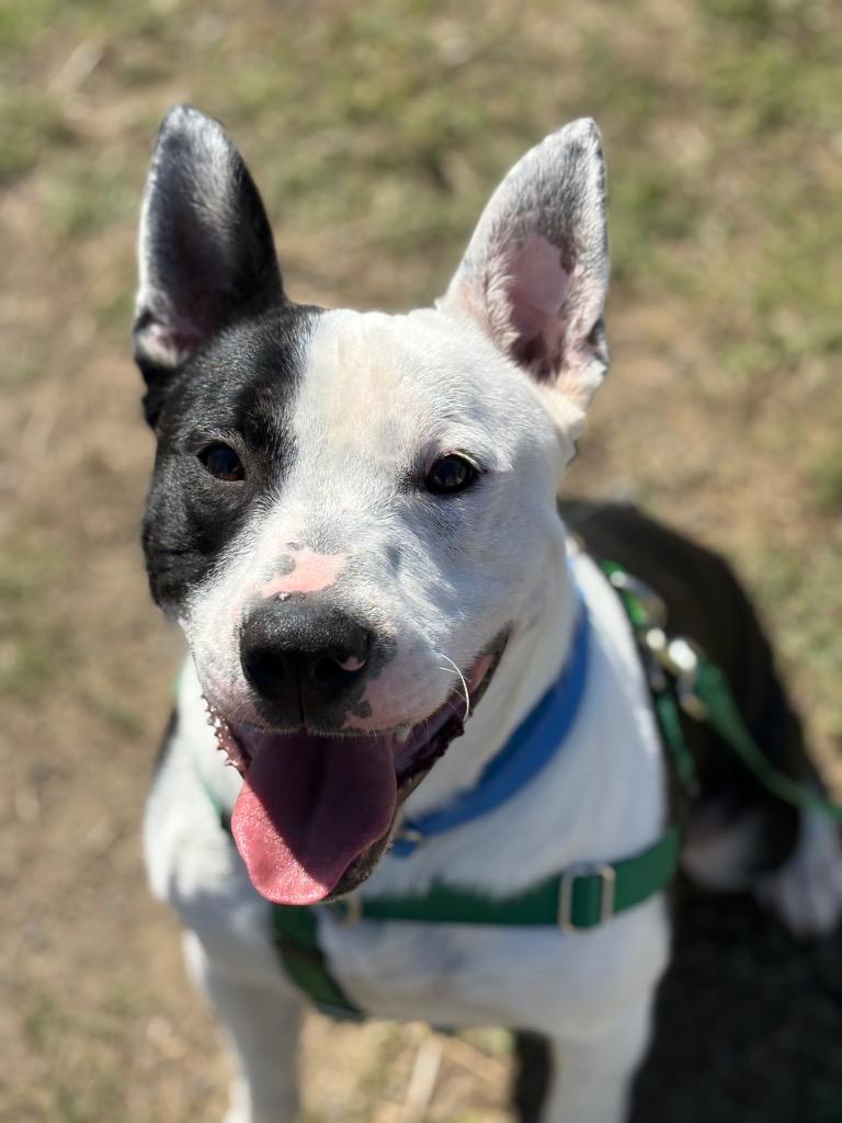 Enlarge Deno, a Adoptable mixed breed in St. Helens, OR image 3/4