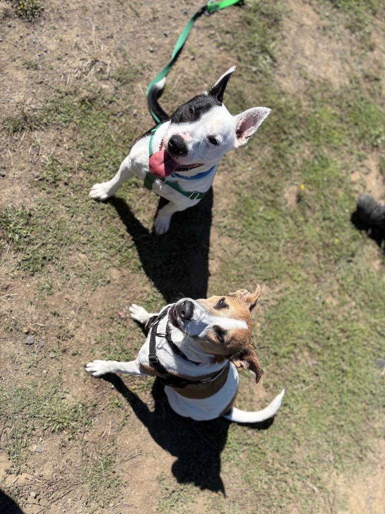 Enlarge Deno, a Adoptable mixed breed in St. Helens, OR image 4/4
