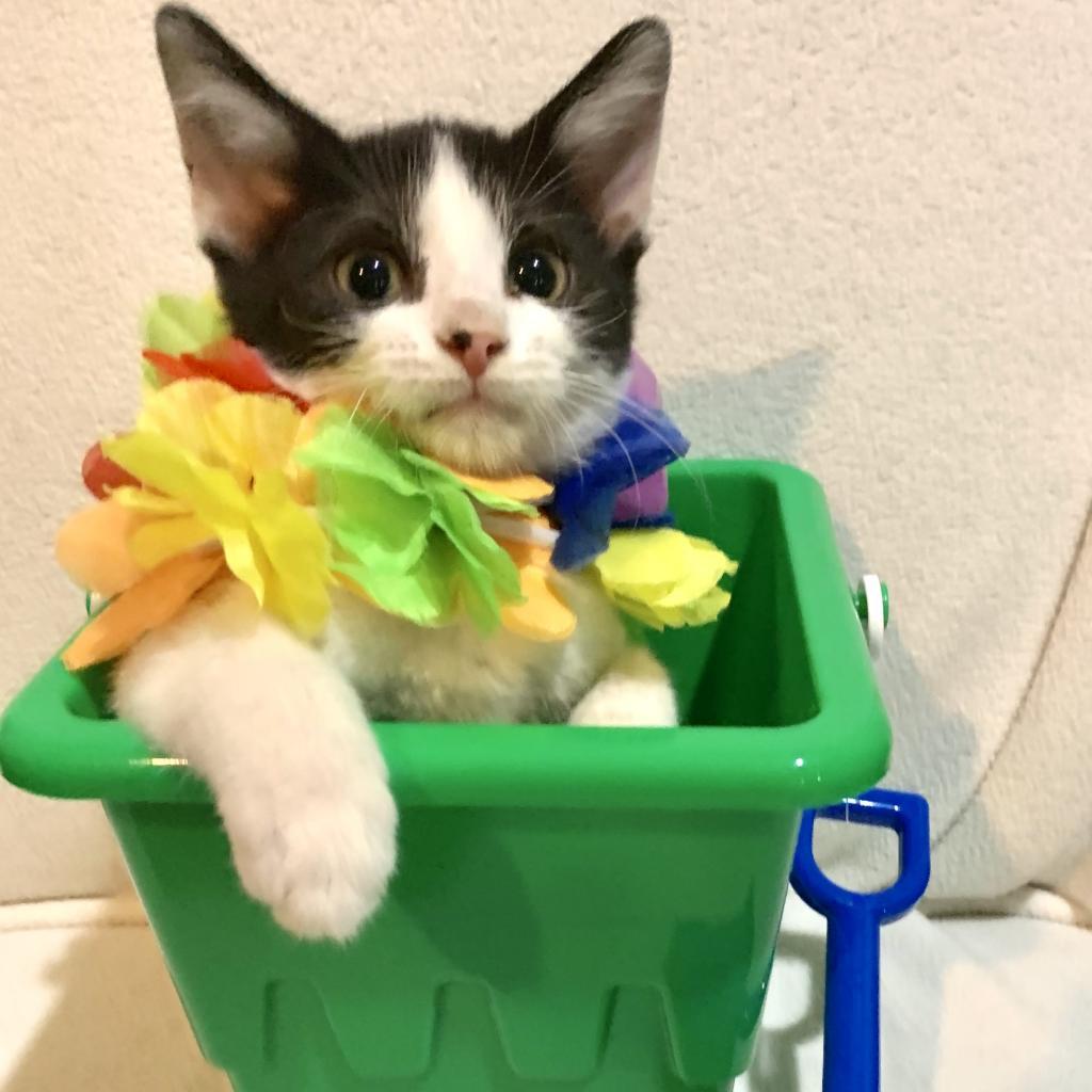 Enlarge Sylvie, a Adoptable Domestic Short Hair in Evansville, IN image 1/4