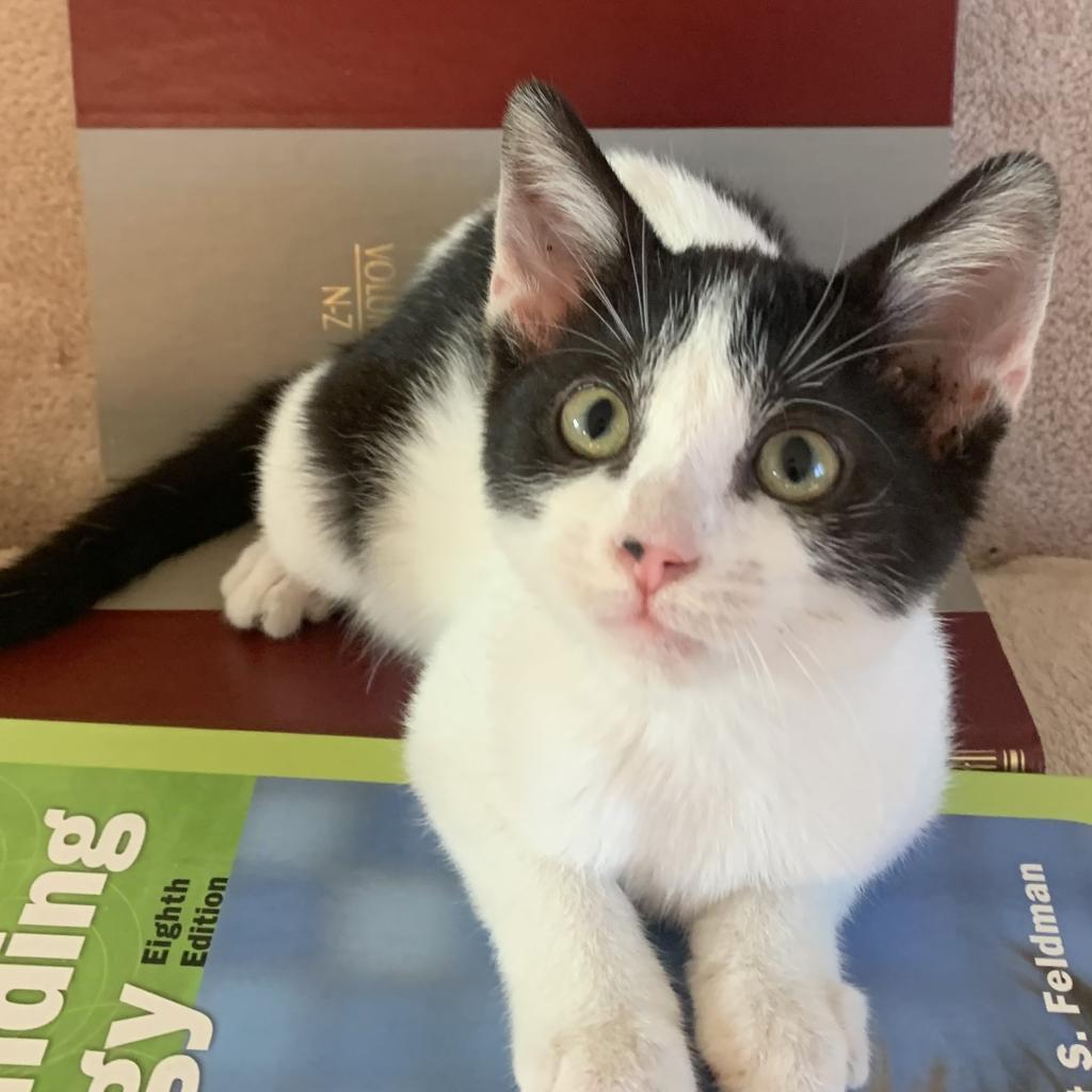 Enlarge Sylvie, a Adoptable Domestic Short Hair in Evansville, IN image 2/4