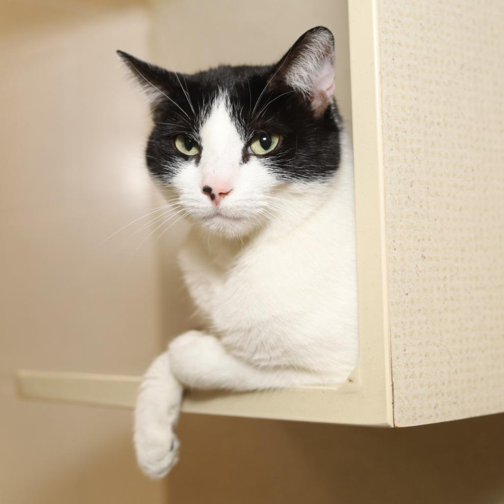 Enlarge Sylvie, a Adoptable Domestic Short Hair in Evansville, IN image 3/4
