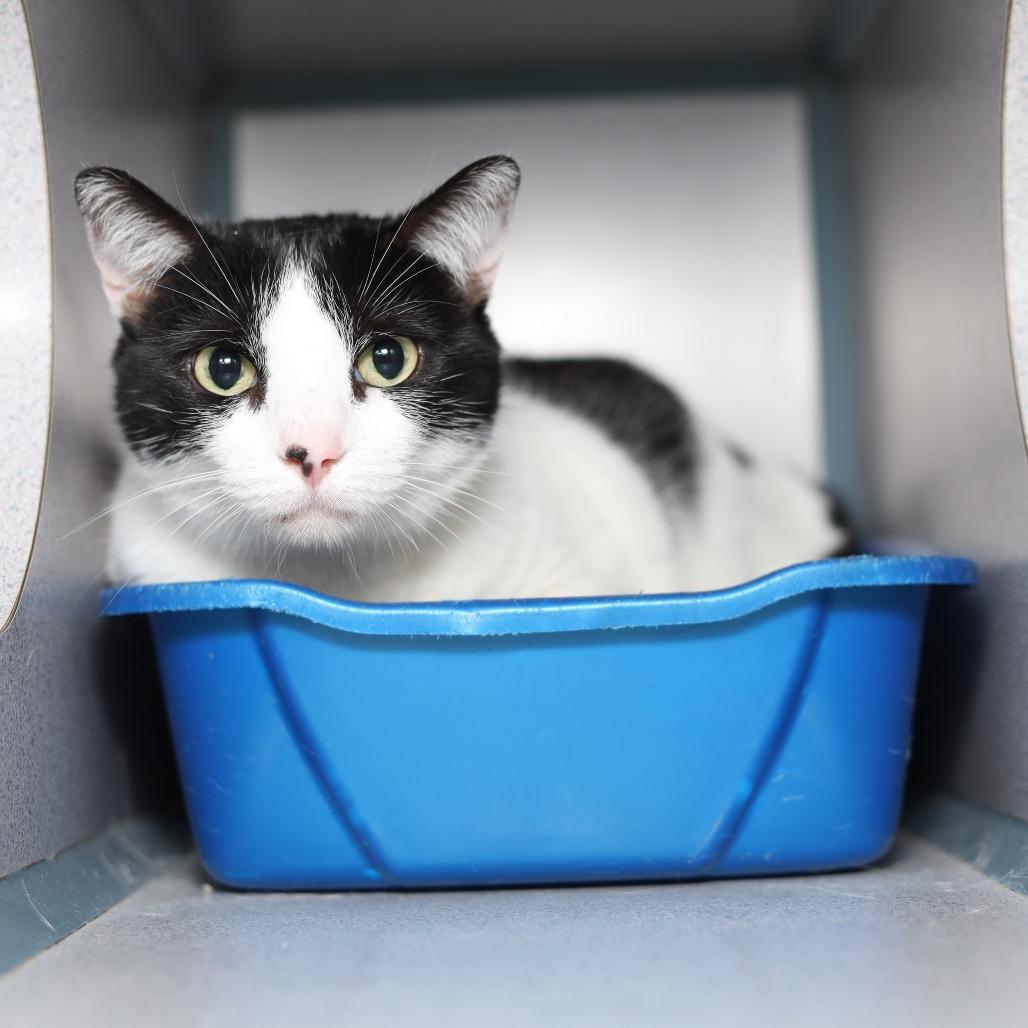 Enlarge Sylvie, a Adoptable Domestic Short Hair in Evansville, IN image 4/4