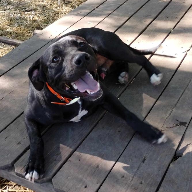 Enlarge Charlie, a Adoptable Labrador Retriever in Barrington Hills, IL image 2/3
