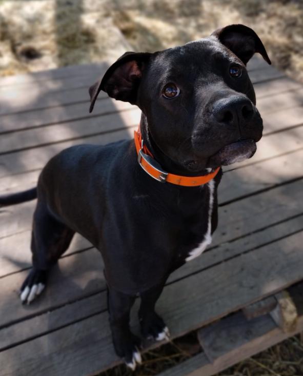 Charlie photo 2