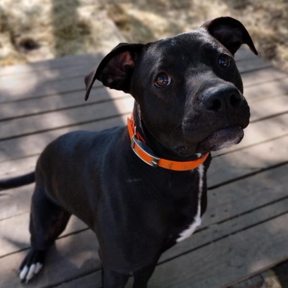 Enlarge Charlie, a Adoptable Labrador Retriever in Barrington Hills, IL image 1/3