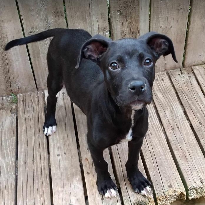 Enlarge Charlie, a Adoptable Labrador Retriever in Barrington Hills, IL image 3/3