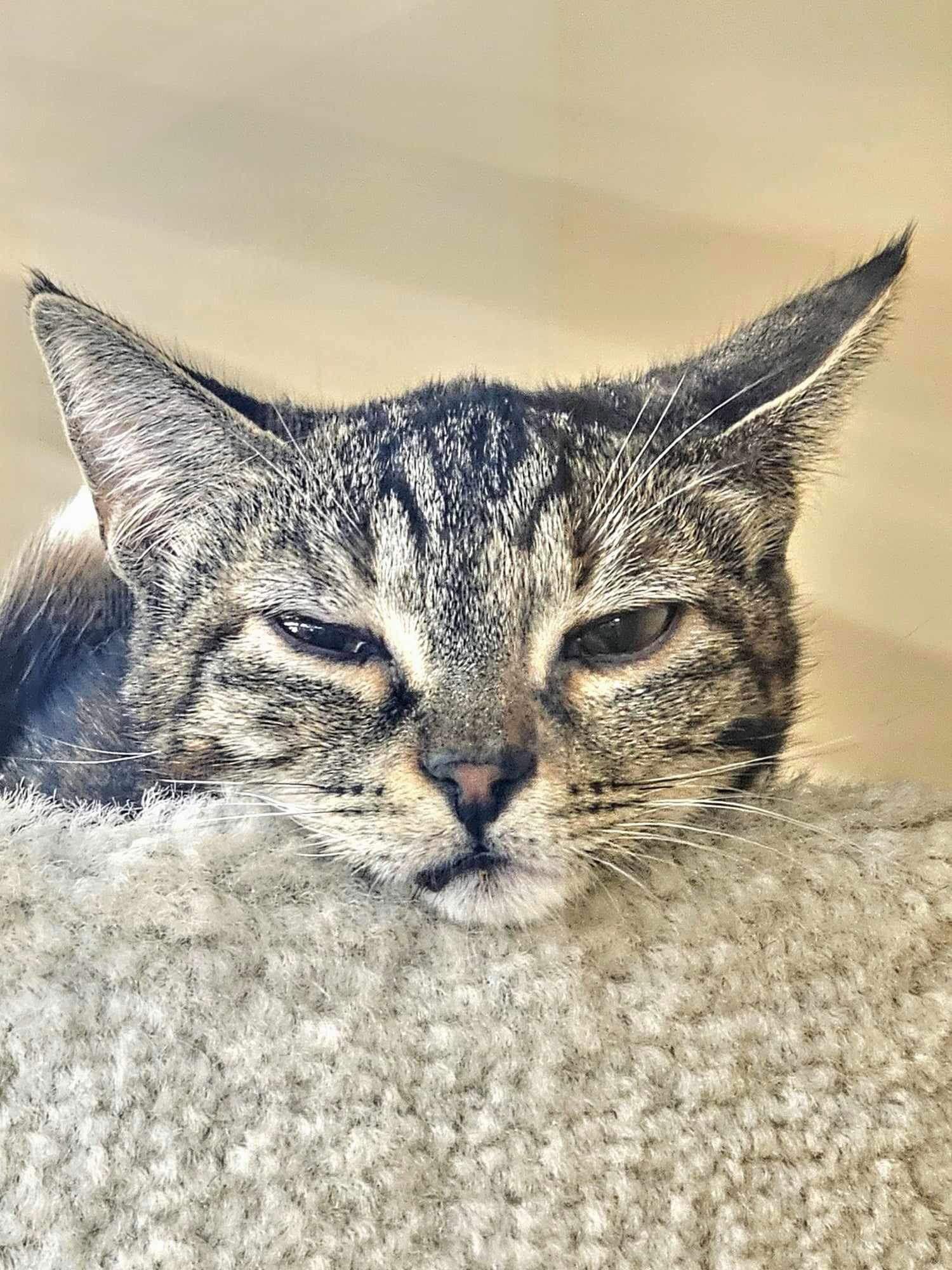 Spritz, Adoptable, Young Female Domestic Short Hair.