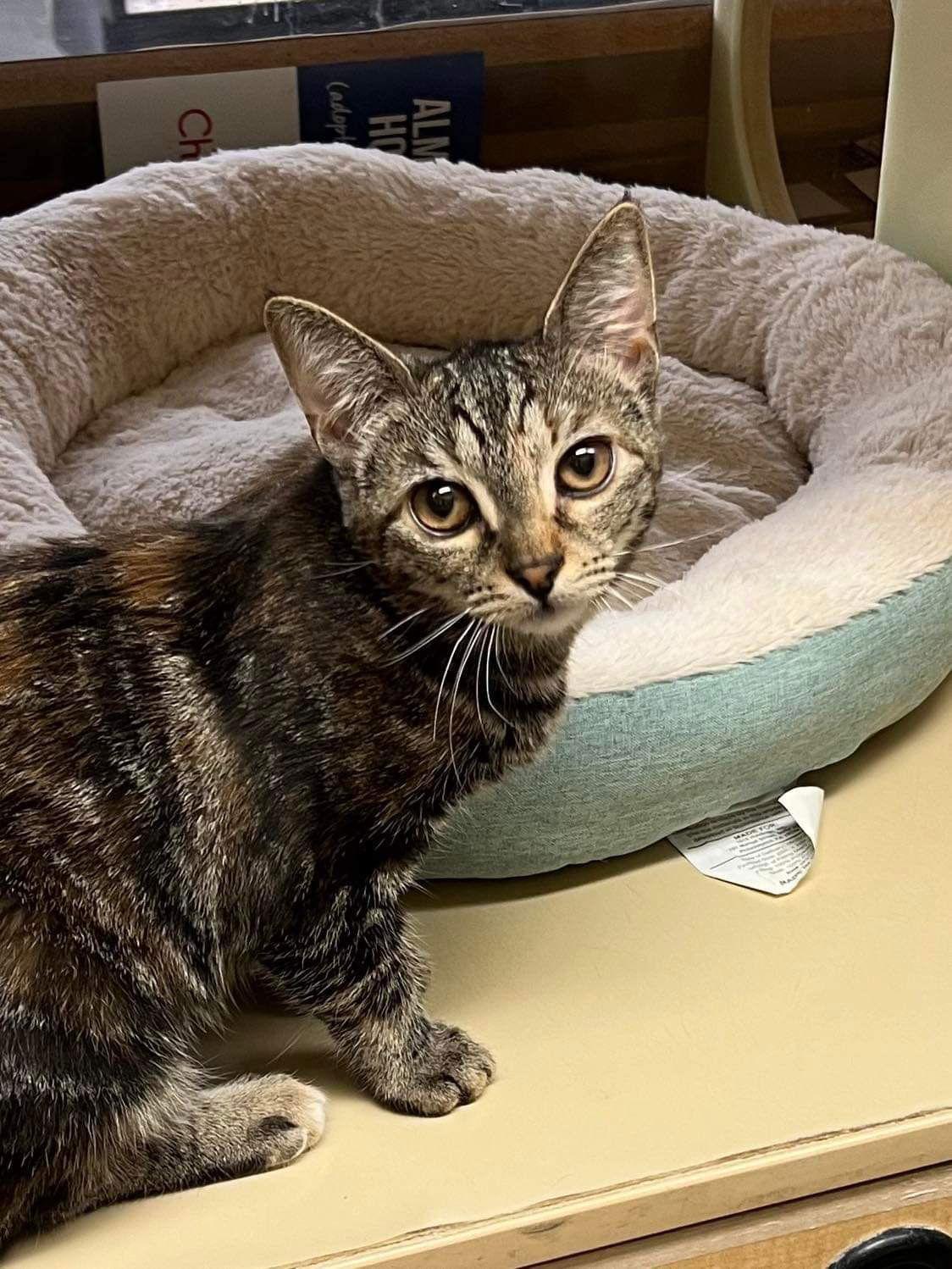 Spritz, a Adoptable Domestic Short Hair in Camden, SC image 2/3